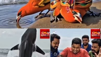 जीवन चक्र