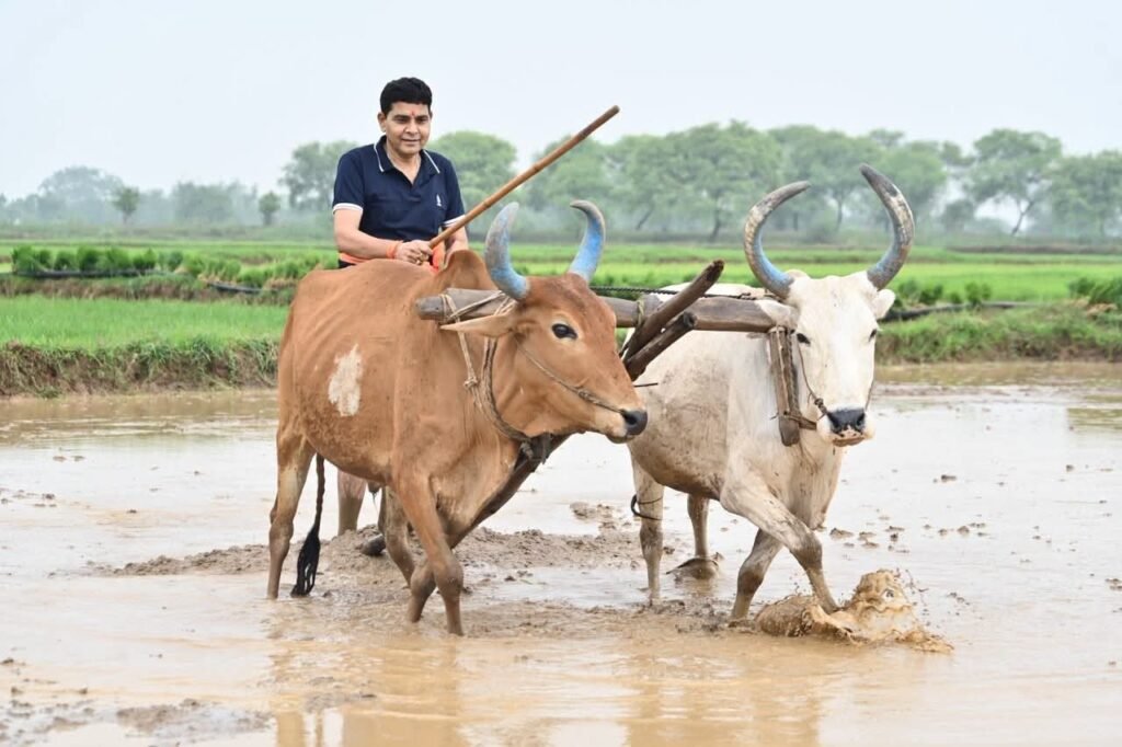 किसानों के बीच पहुंचे मंत्री टंकराम वर्मा, मथाई, थरहा ढुलाई और धान रोपाई में लिया हिस्सा 7 मंत्री टंकराम वर्मा